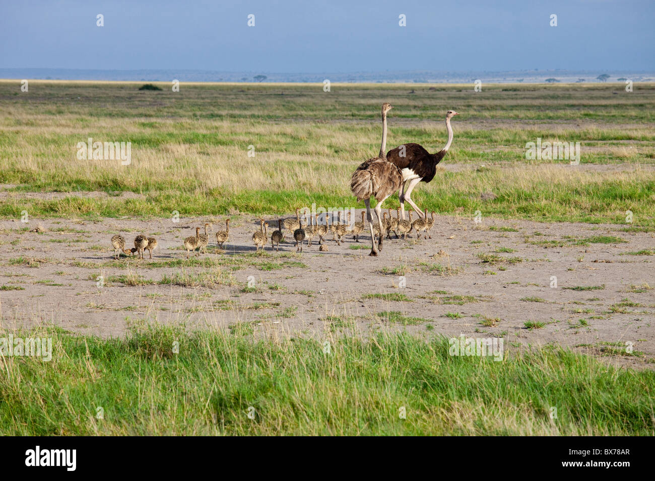 Ostrichs and chicks, Amboseli National Park, Kenya Stock Photo