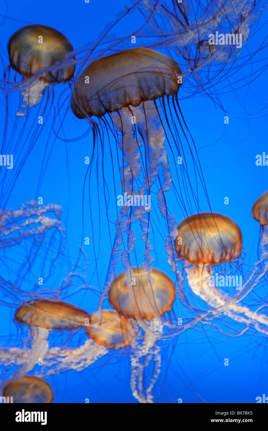USA, California, Monterey Bay Acquarium, Pacific Sea Nettle Jellyfish (Chrysaora quinquecirrha) Stock Photo
