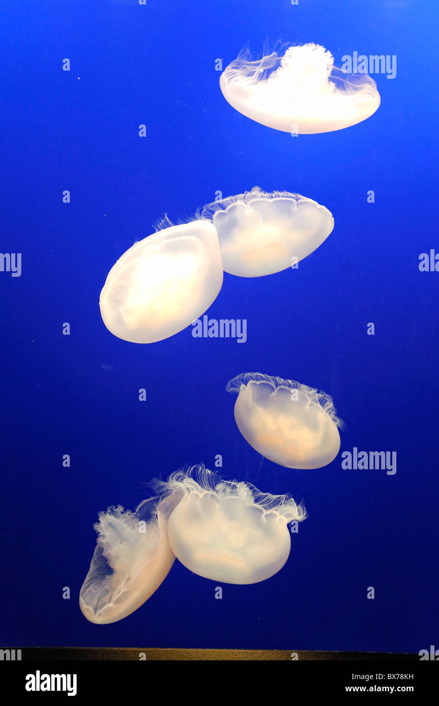 USA, California, Monterey Bay Acquarium, Moon Jellyfish (Aurelia aurita) Stock Photo