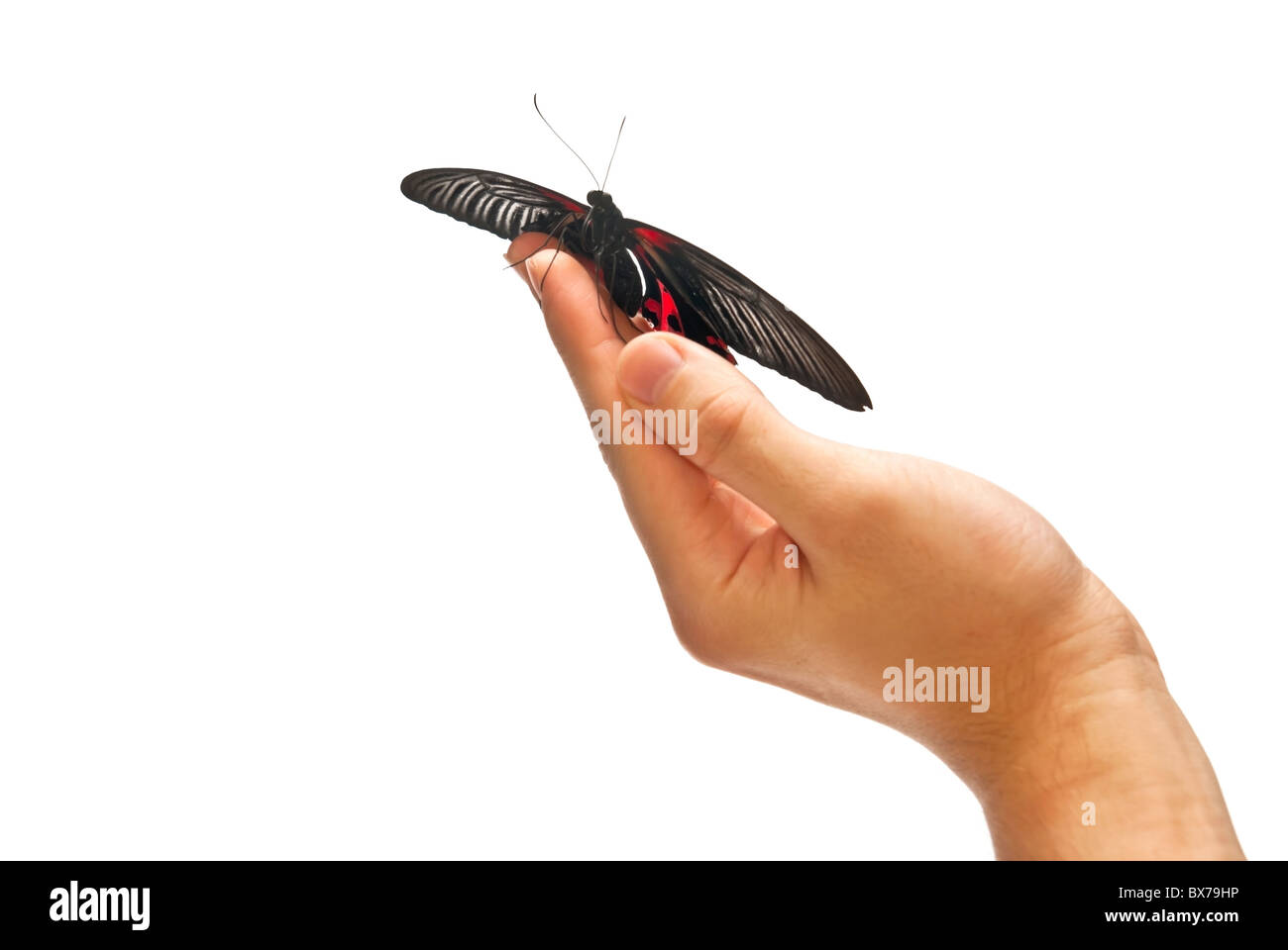 Butterfly on hand Stock Photo