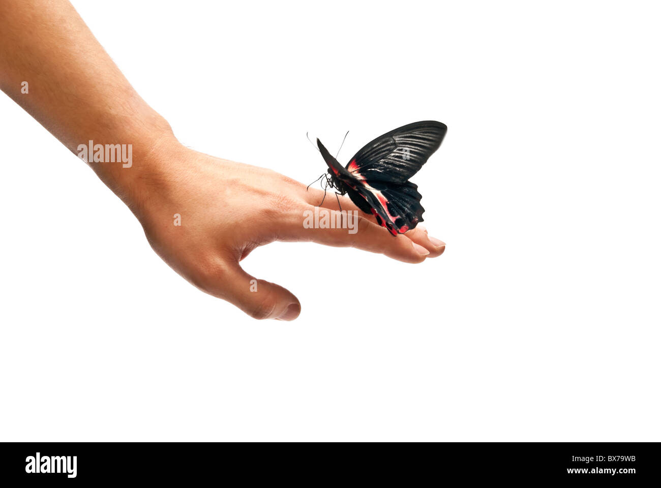 рвет бабочками. бабочки в животе. рвет бабочками. крылья бабочки. рвота силуэт.