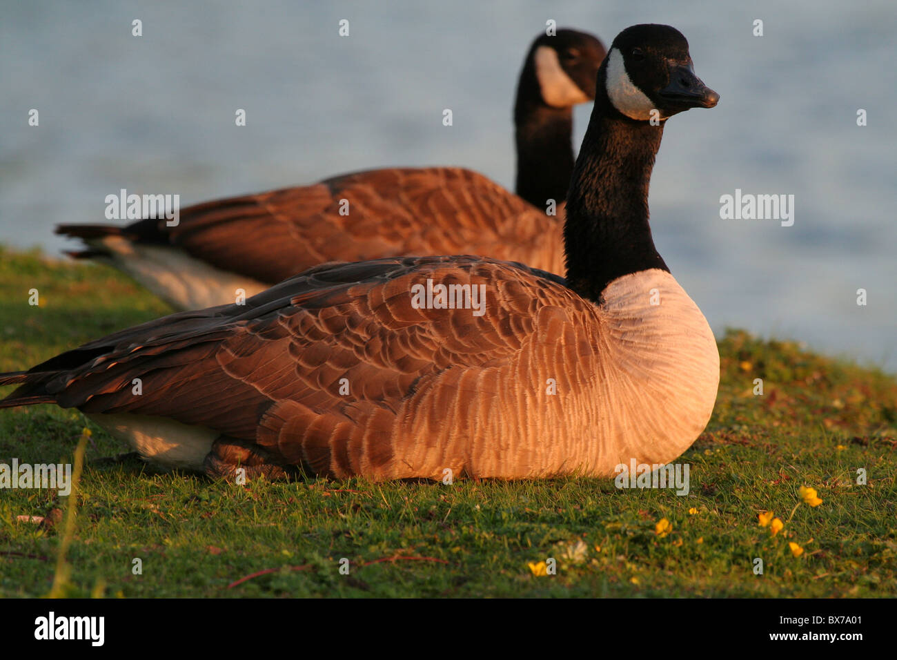 Subspecies of canada goose hi-res stock photography and images - Alamy