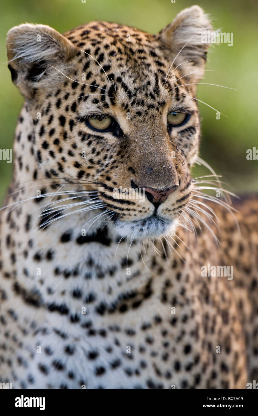 Leopard Portrait Stock Photo