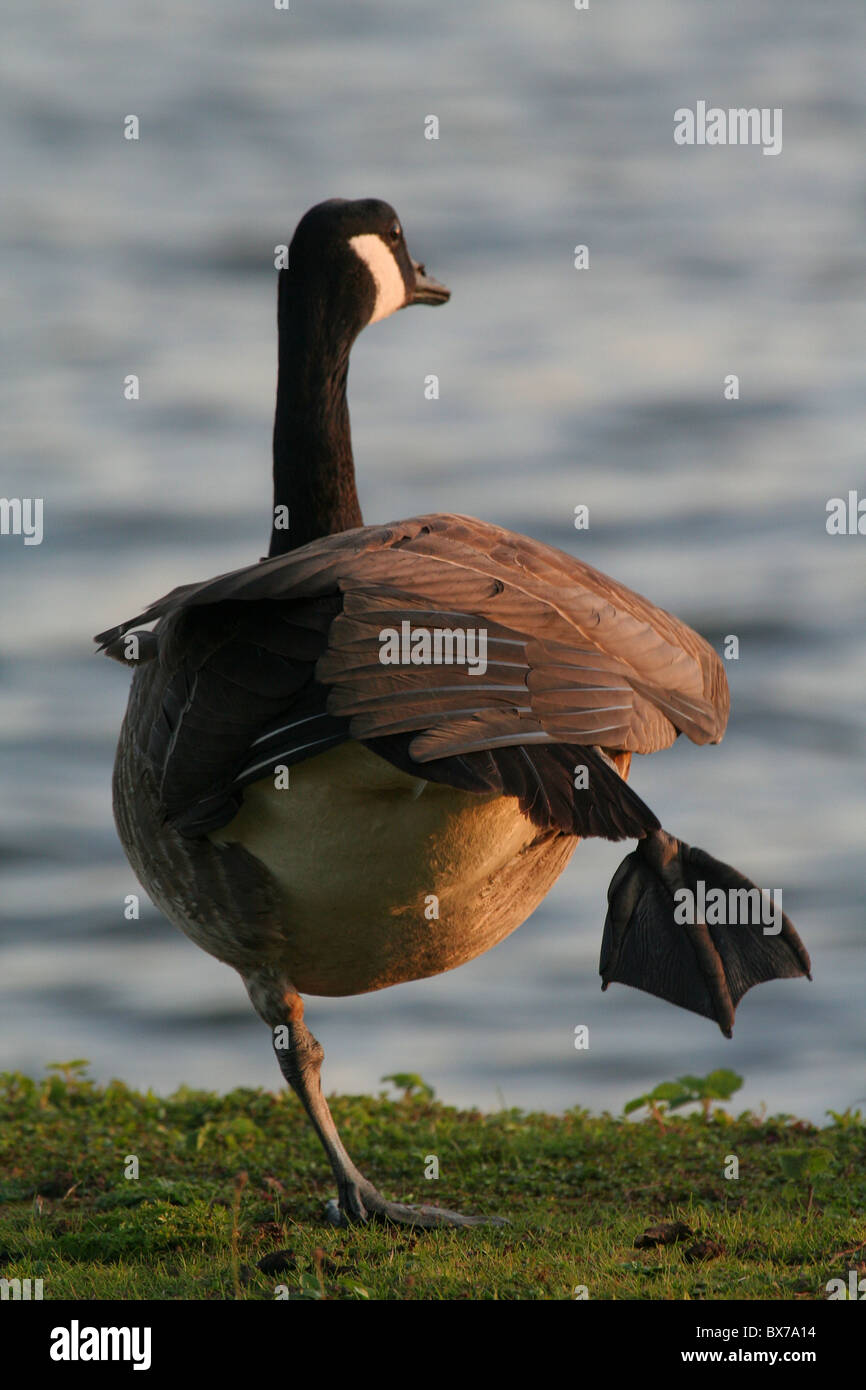 Canada Goose on one leg Stock Photo - Alamy