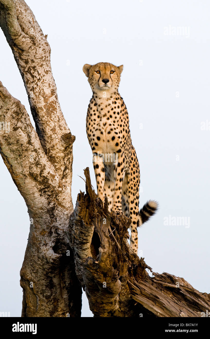 Cheetah Hunting Stock Photo