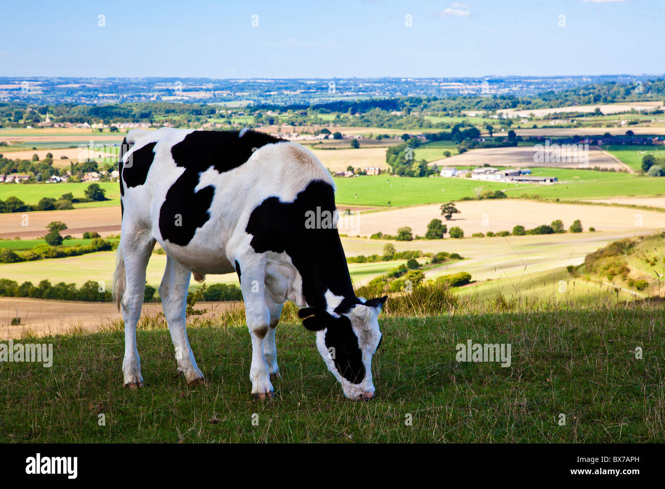 Cow grazing at Oliver's Castle, an ancient hillfort near Devizes, Wiltshire, England, UK Stock Photo