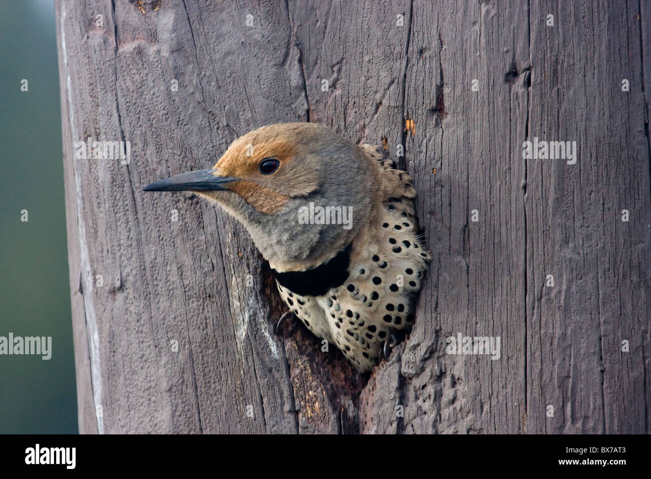 Northern Flicker by Nesting Hole Stock Photo
