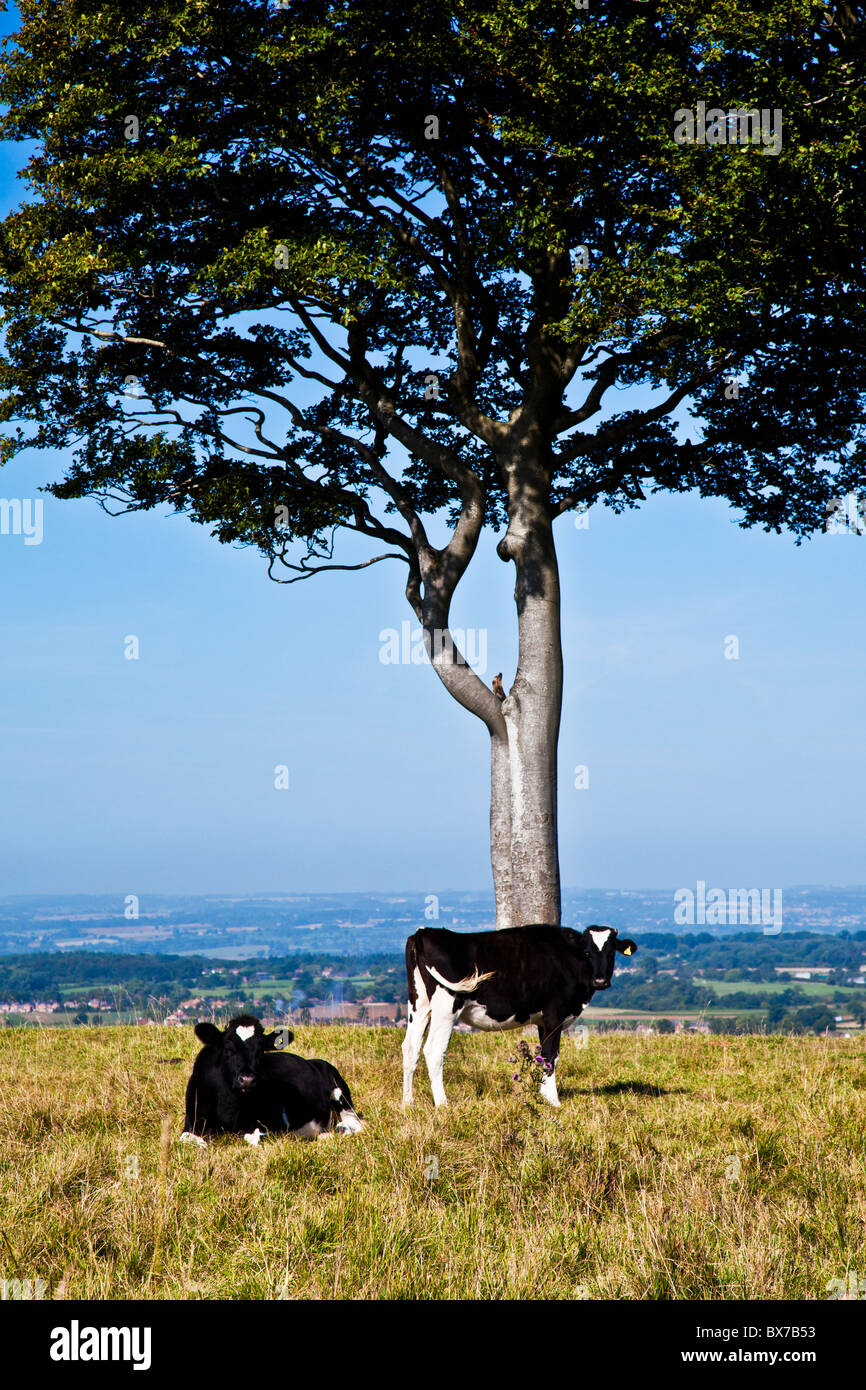 Cow grazing at Oliver's Castle, an ancient hillfort near Devizes, Wiltshire, England, UK Stock Photo