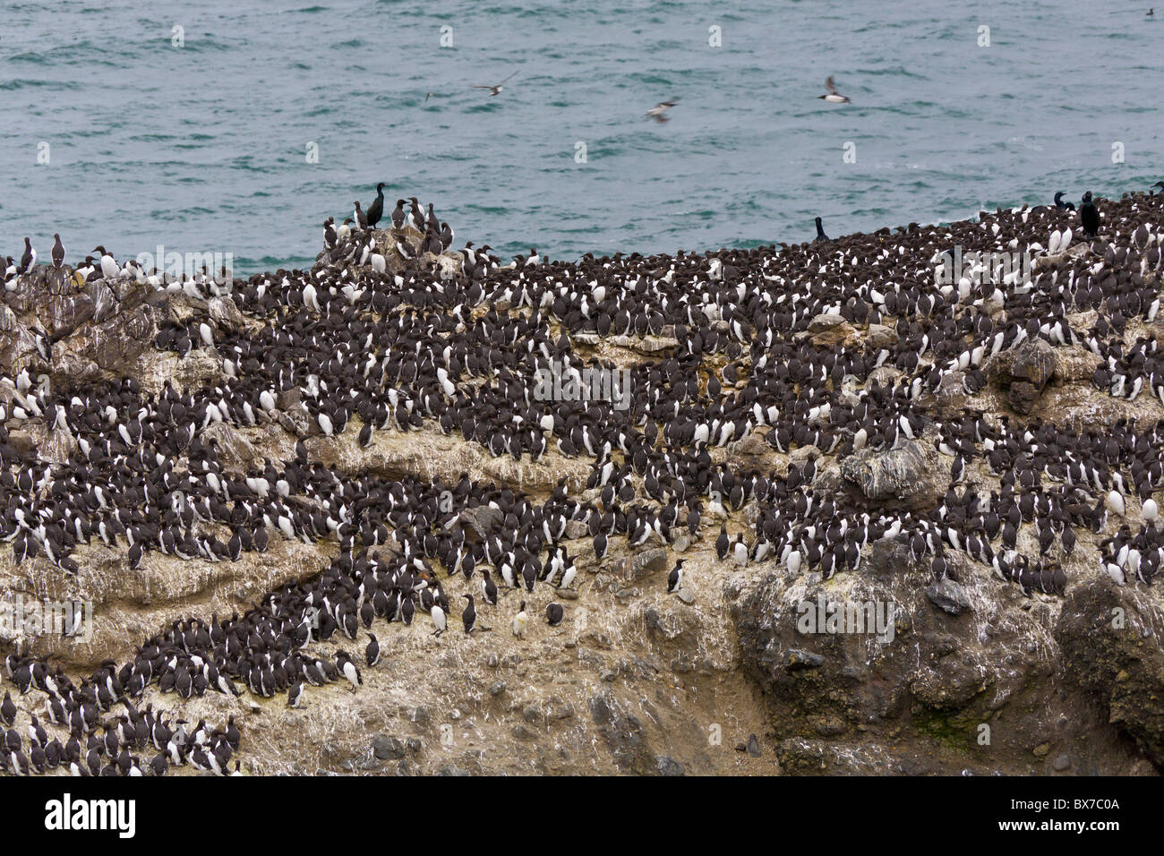 Large colony of Common Murres on the Pacific Ocean coast of Oregon Stock Photo