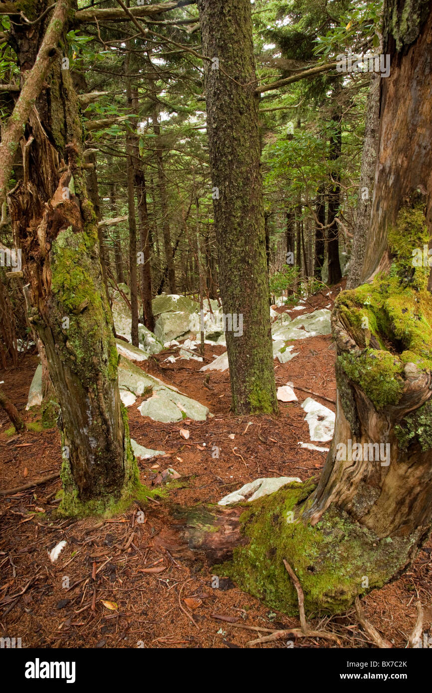 Quartz, Shining Rock Wilderness Area, Pisgah National Forest, NC Stock
