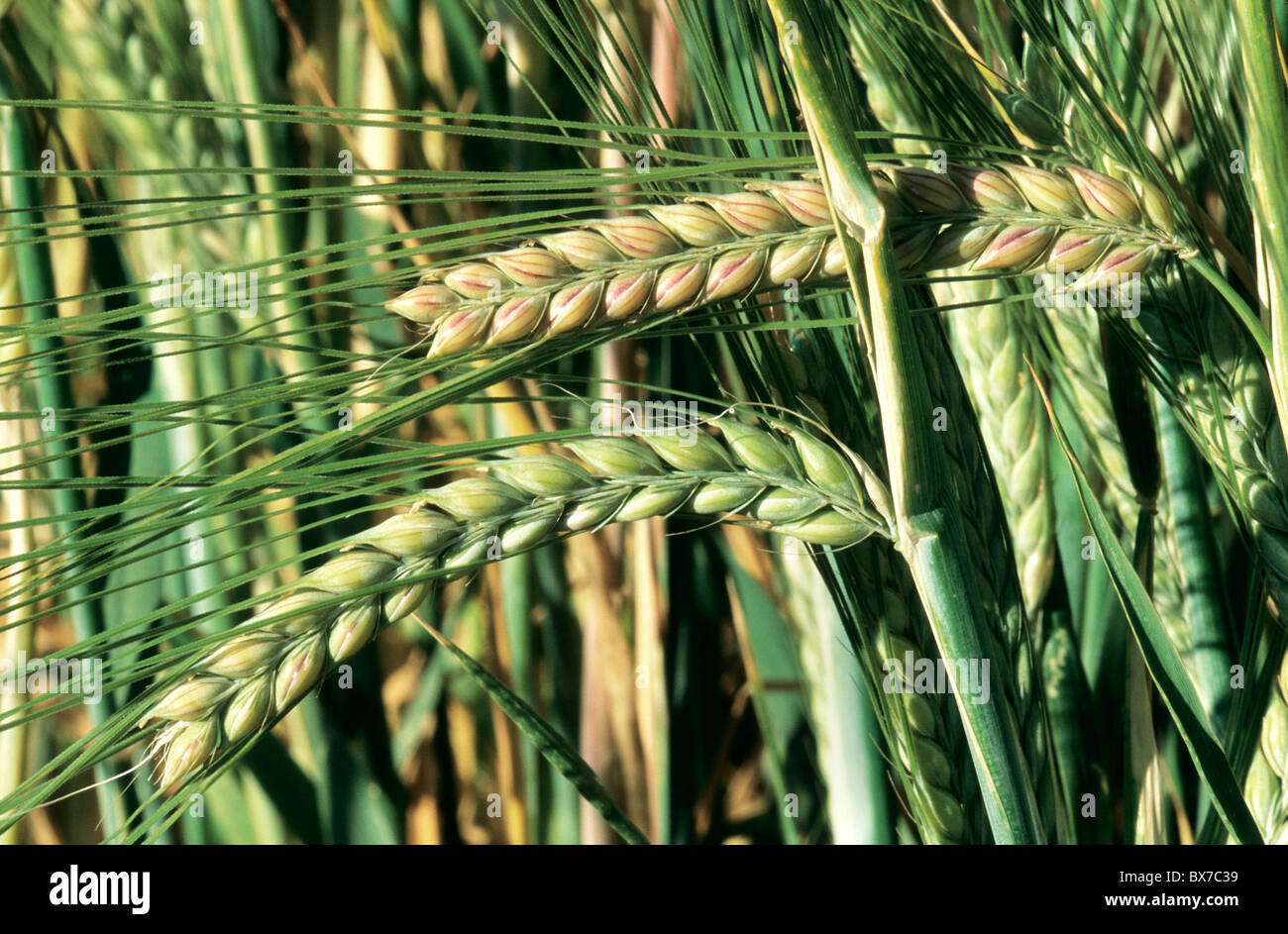 Barley, 2 row, immature stalks. Stock Photo