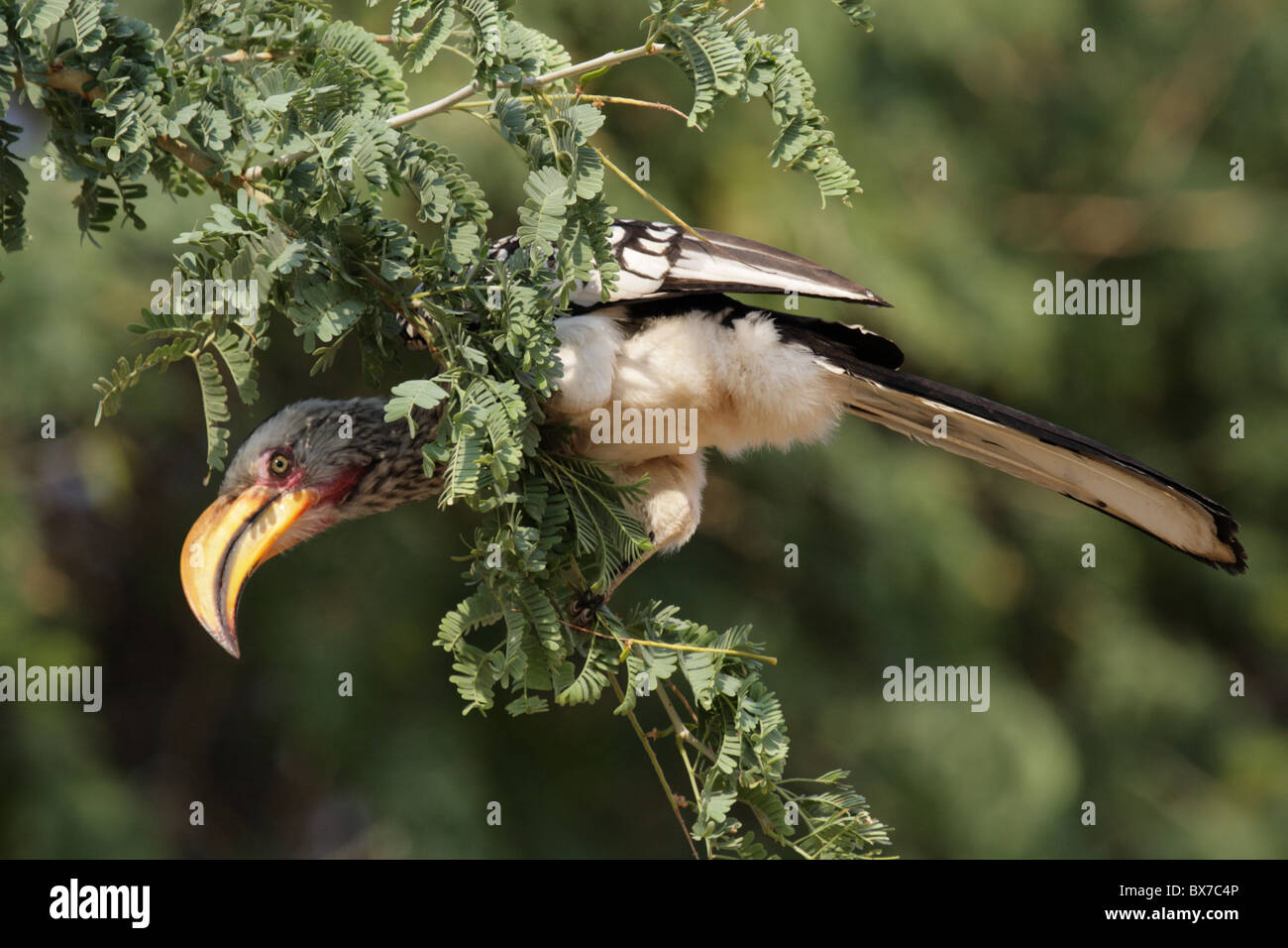 Southern Yellow-billed Hornbill (Tockus leucomelas) sitting in a tree Stock Photo