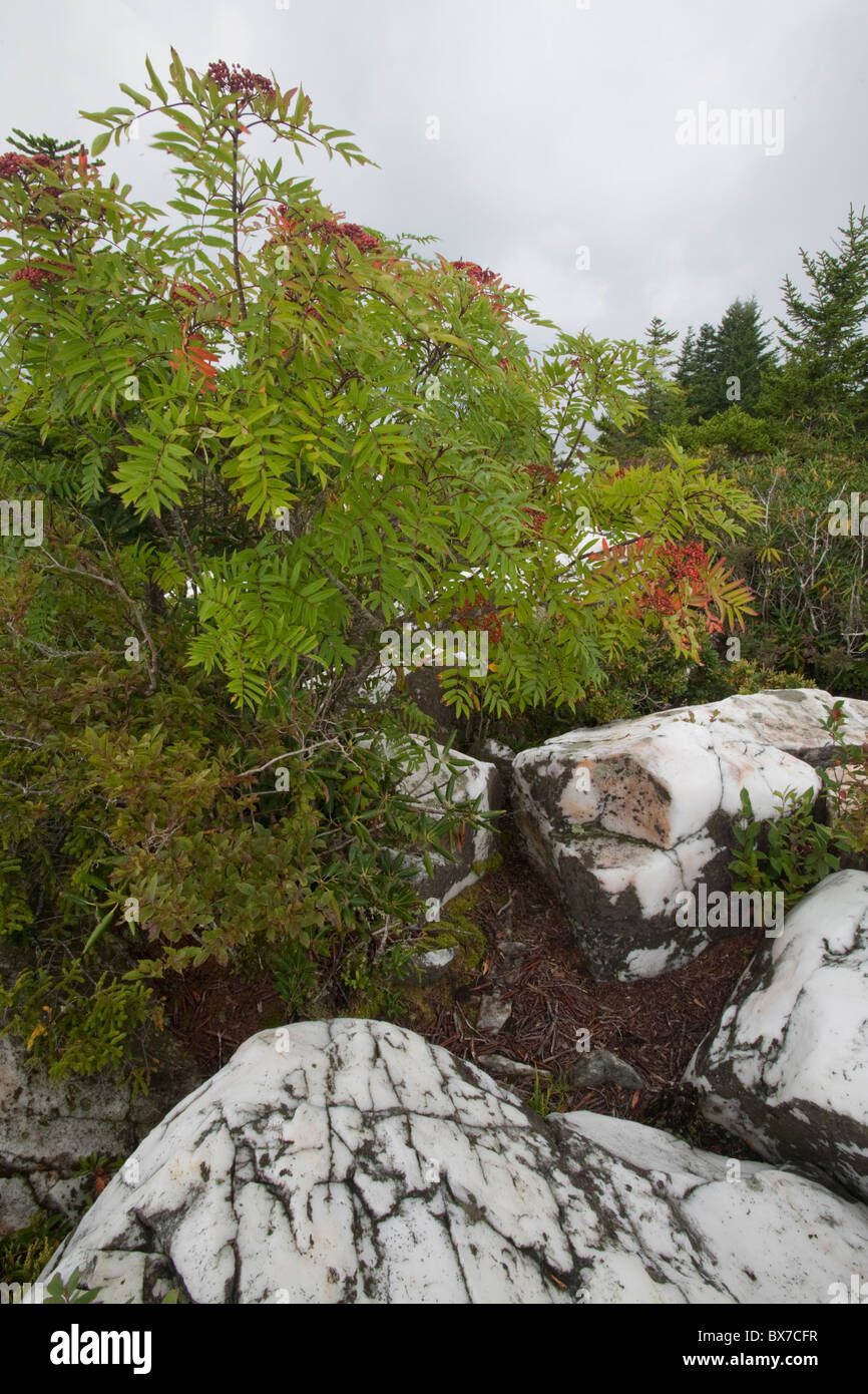 Quartz, Shining Rock Wilderness Area, Pisgah National Forest, NC Stock