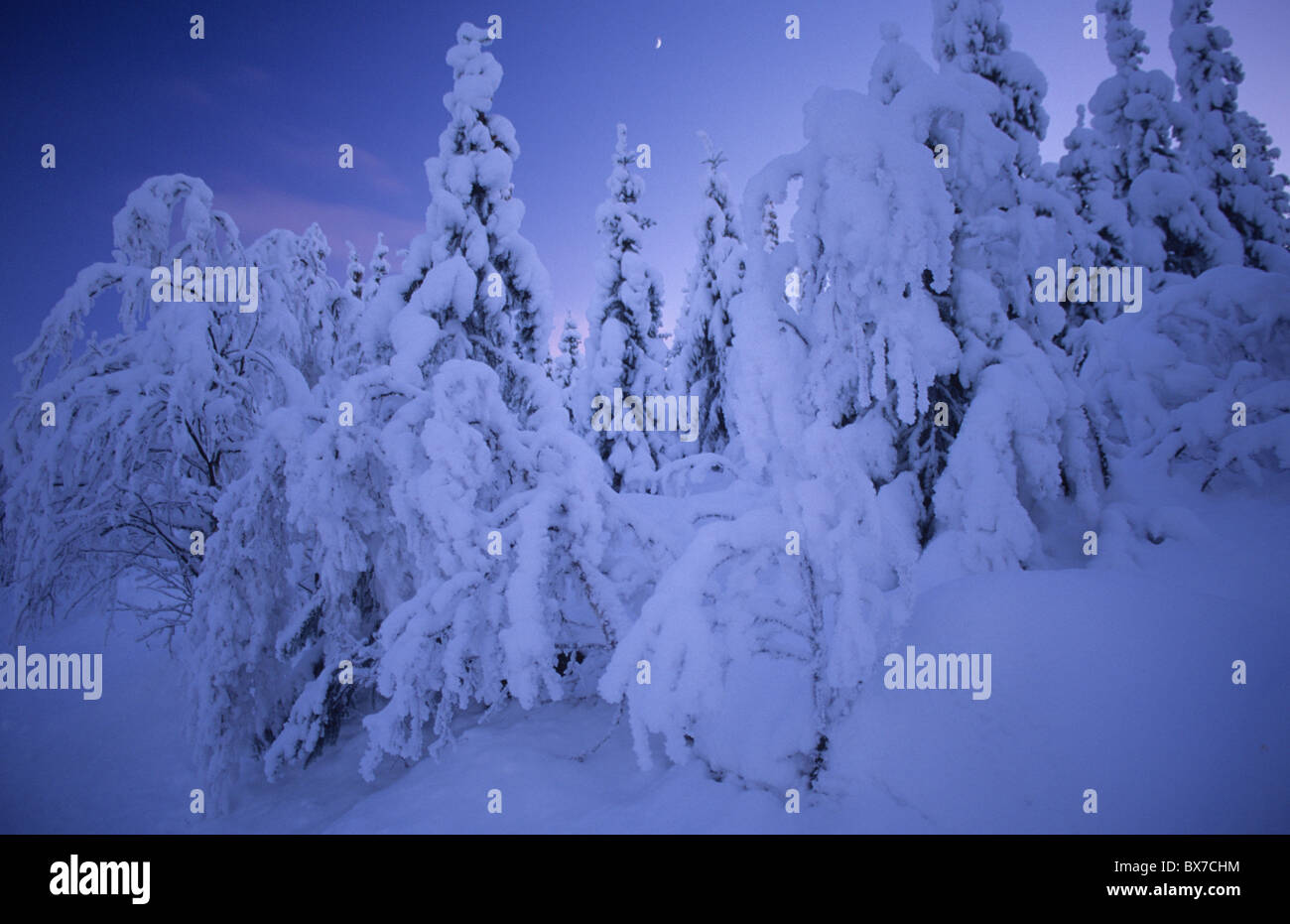 Heavy trees hi-res stock photography and images - Alamy