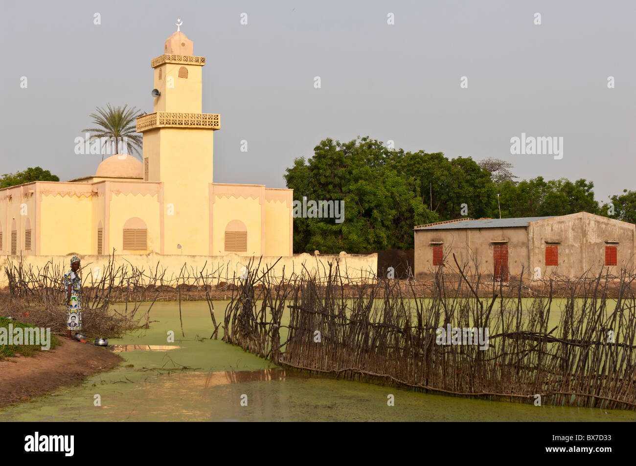 Yellow coloured, modern shaped, mosque in front of a duckweed covered pond in a rural village in Mali, West Africa. Stock Photo