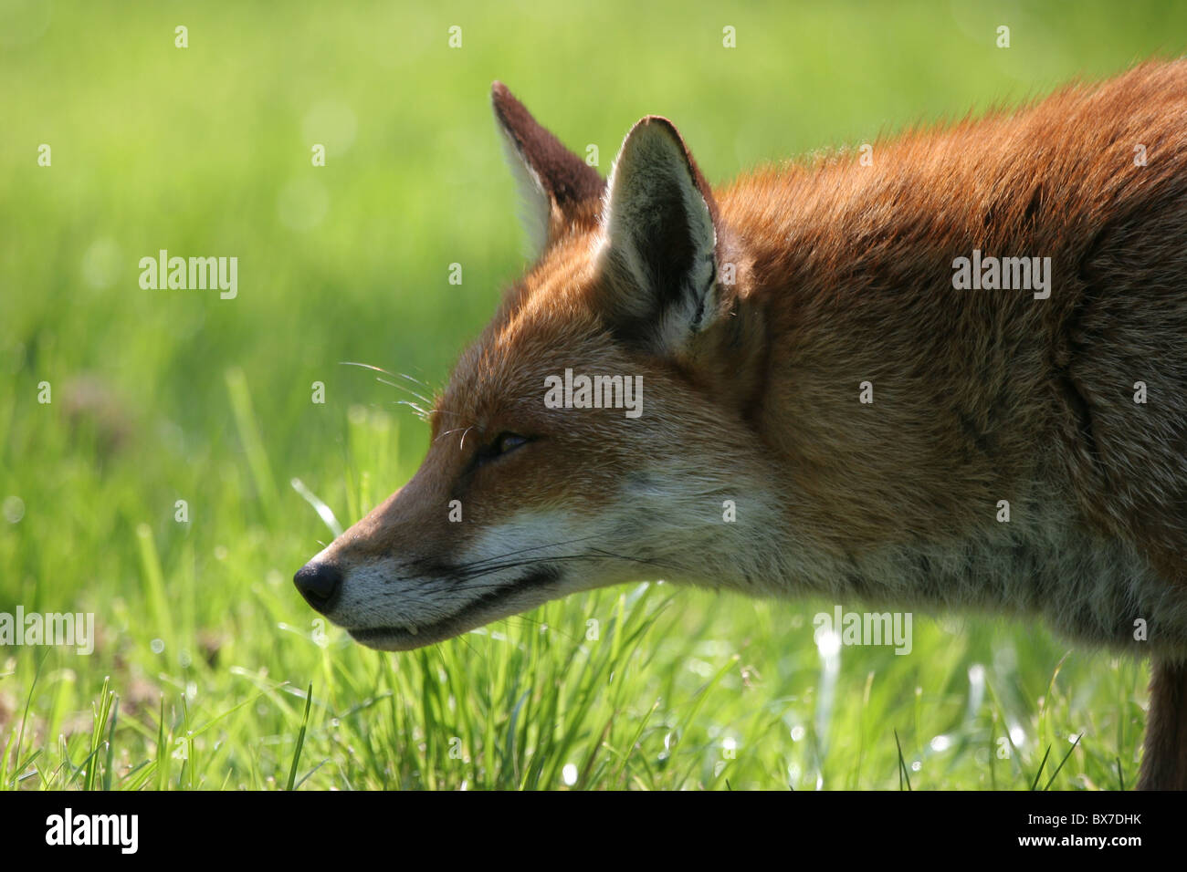 British Fox Stock Photo