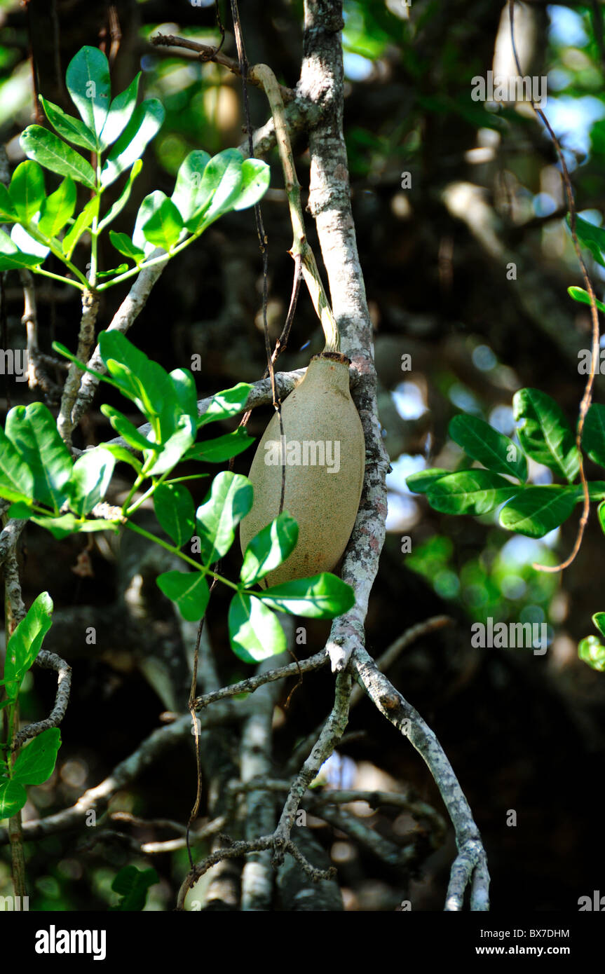 African fruit on a tree. Stock Photo