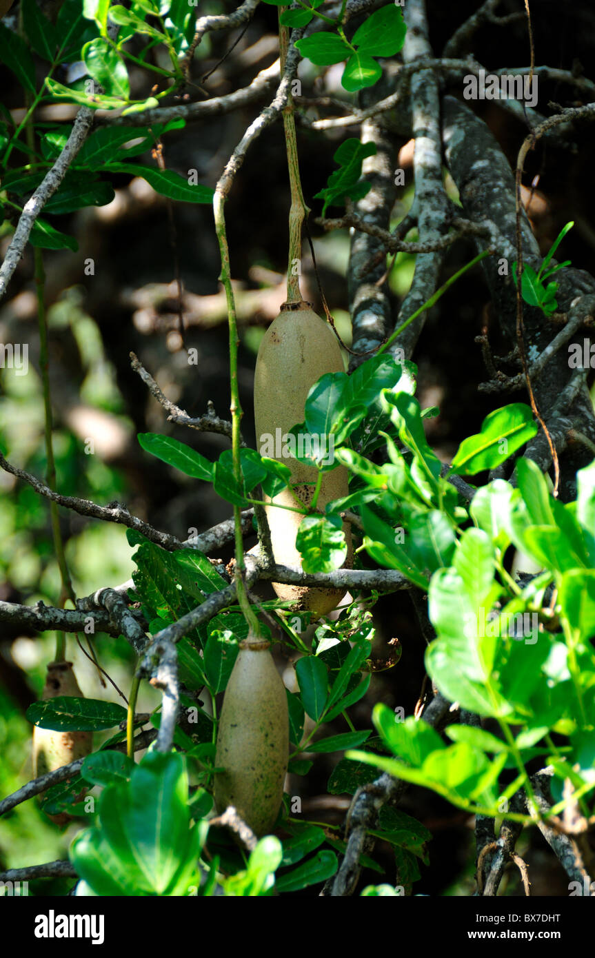 African fruit on a tree. Stock Photo
