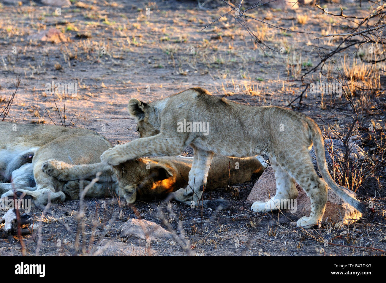 Two young lion cubs playing with each other. Kruger National Park, South Africa. Stock Photo