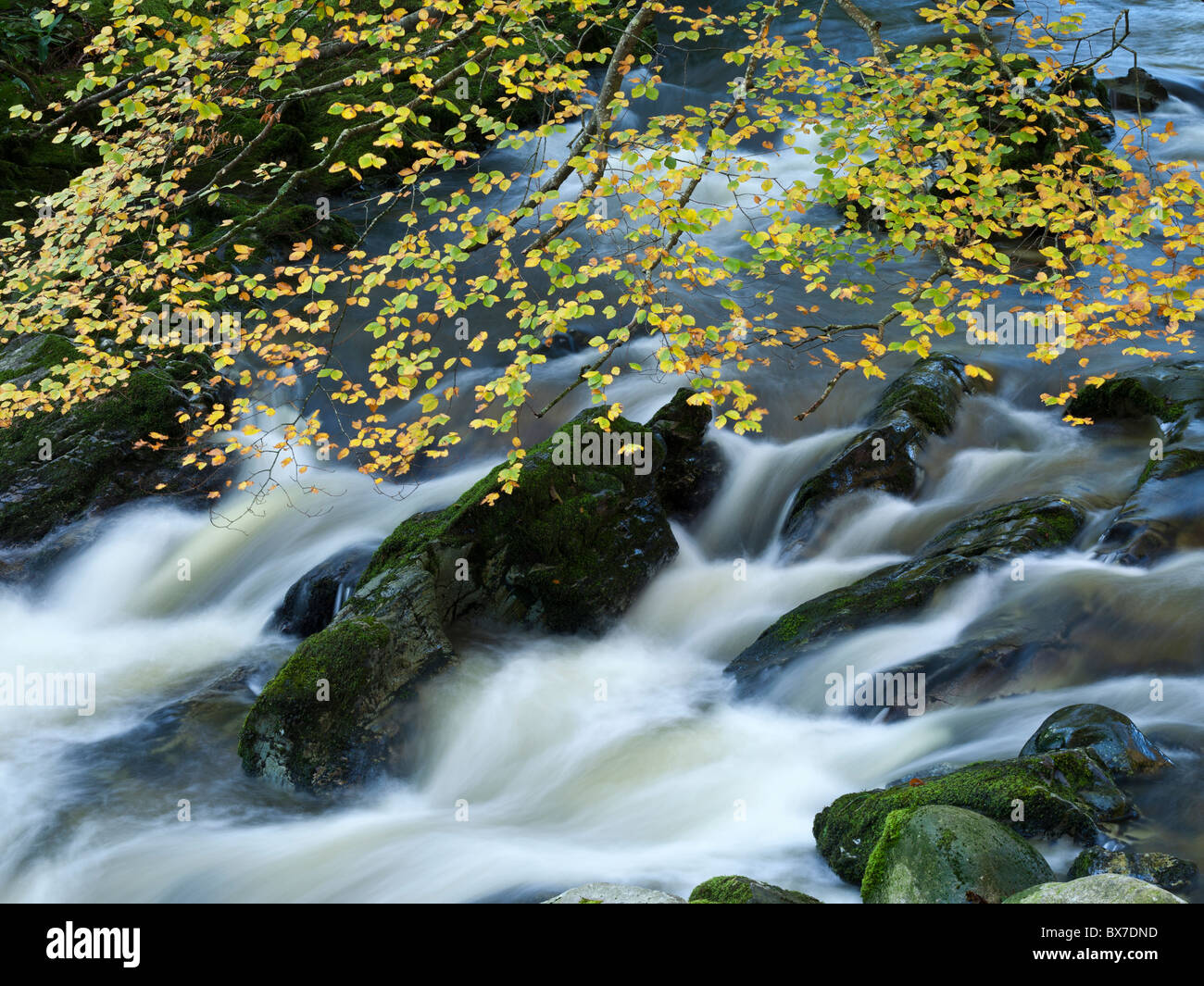 Scenic Autumnal scene, fast flowing fresh water flowing across rocks, Tollymore Forest Park Northern Ireland Stock Photo