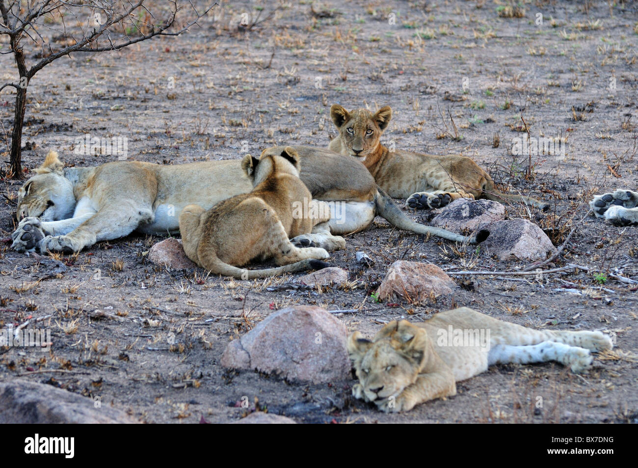 A lion family, mother with tree cubs. Kruger National Park, South Africa. Stock Photo