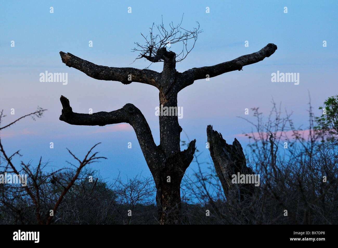 Dead tree with limbs stretched out like a dancing human. Kruger National Park, South Africa