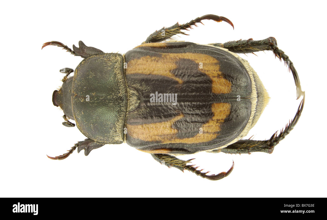 Anisoplia hebes beetle isolated on a white background. Stock Photo