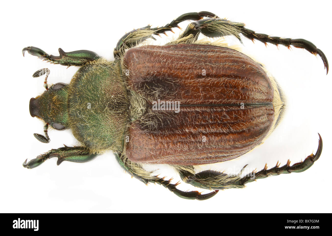Anisoplia pubipennis beetle isolated on a white background. Stock Photo