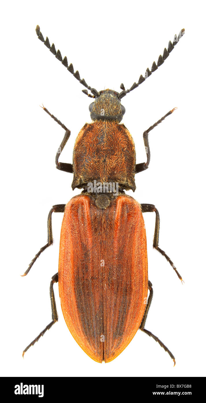 Anostirus purpureus (click beetle) isolated on a white background. Stock Photo