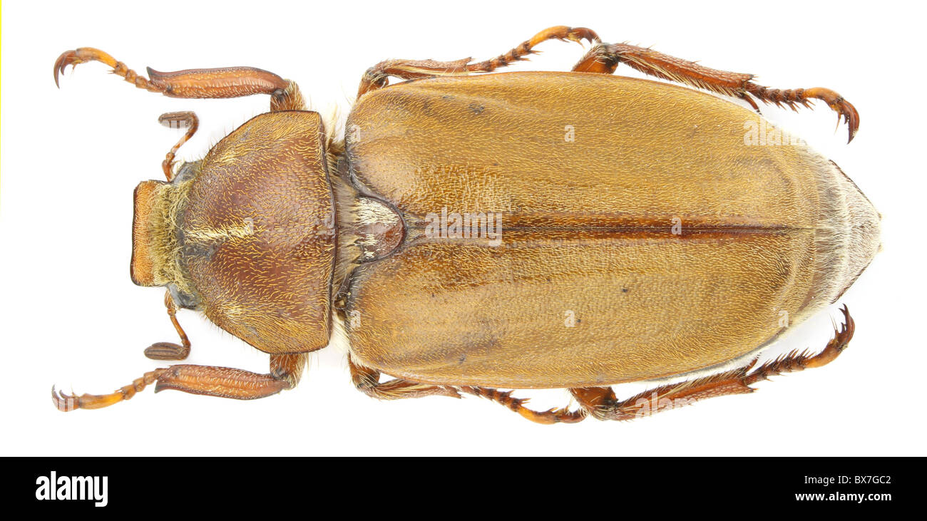Anoxia pasiphae isolated on a white background. Stock Photo