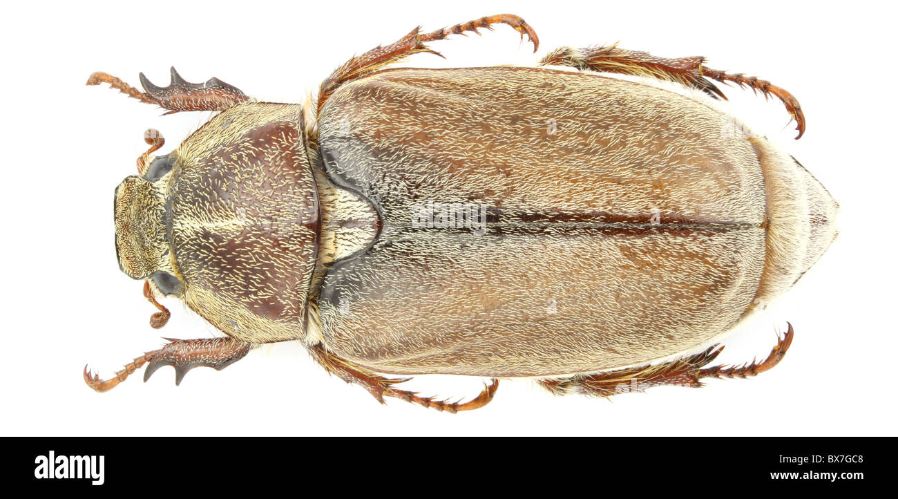 Anoxia pasiphae isolated on a white background. Stock Photo