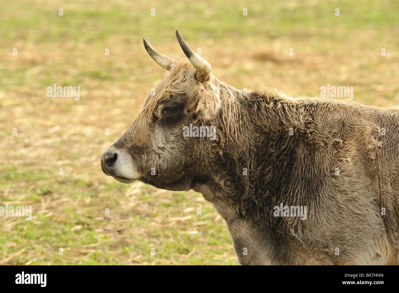 Cow ruminant hi-res stock photography and images - Alamy