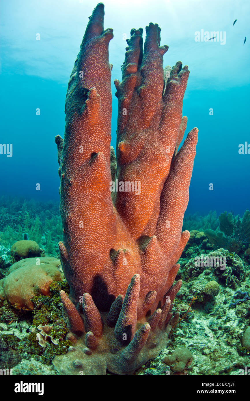 Stand of Pillar coral off the coast of Roatan Honduras Stock Photo