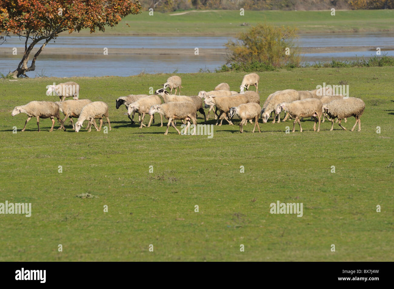sheep on meadow Stock Photo - Alamy