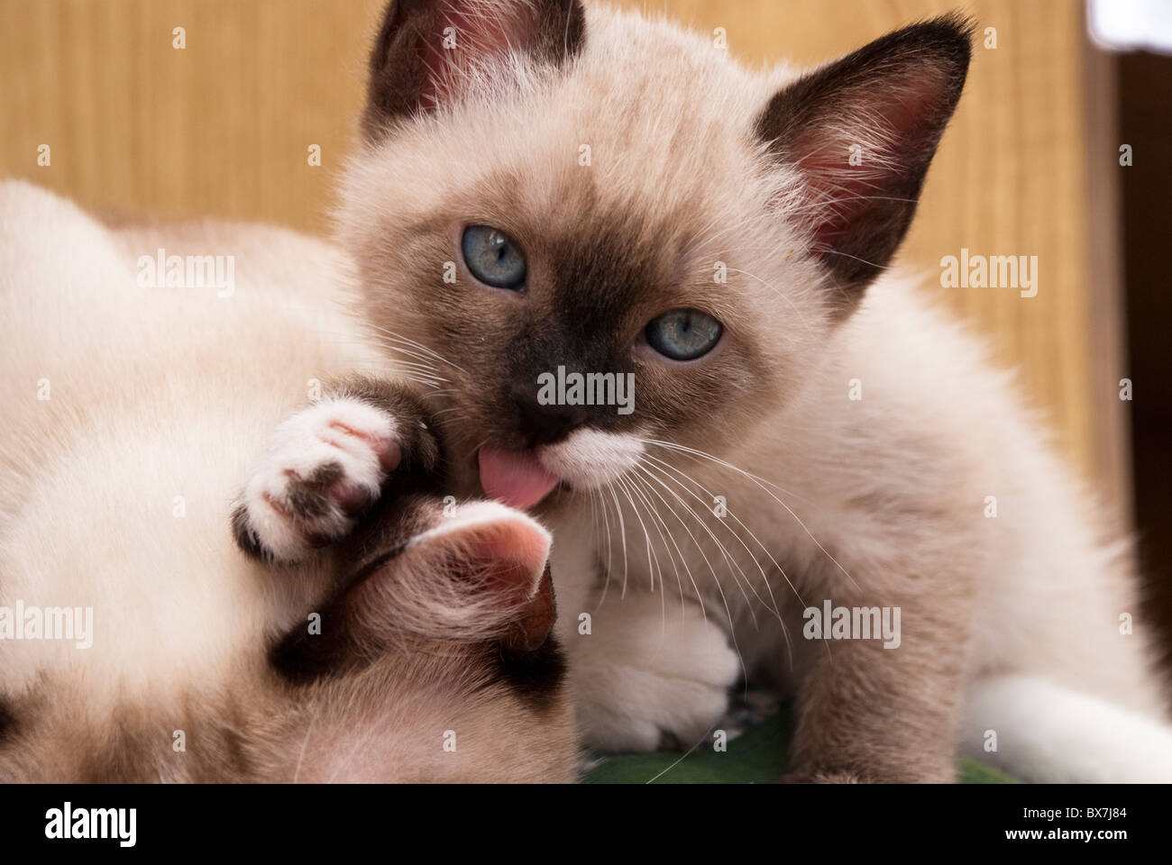 My month old kitten licking its mother playfully Stock Photo