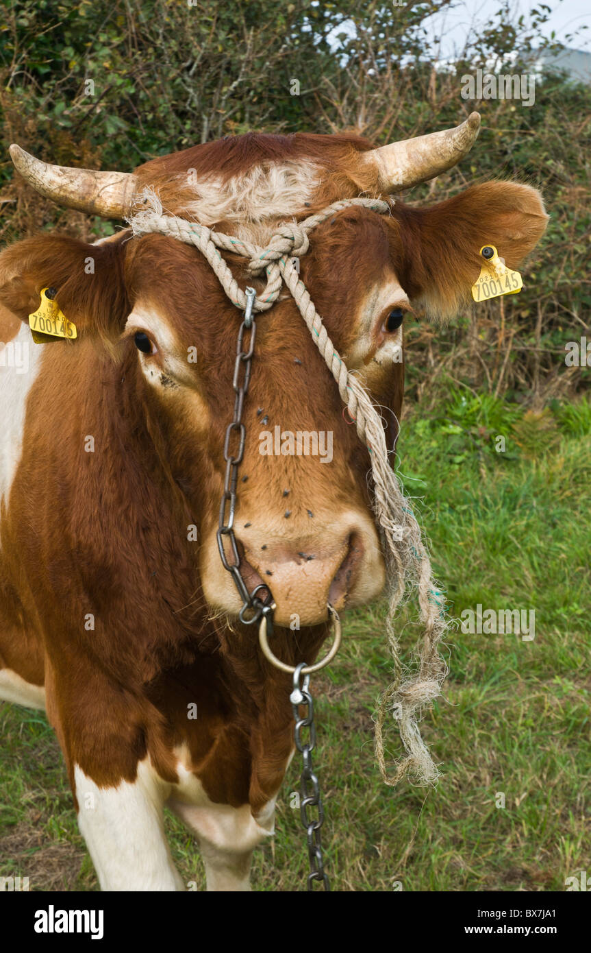dh LITTLE SARK UK Tethered dairy milk cow guernsey cattle Stock Photo