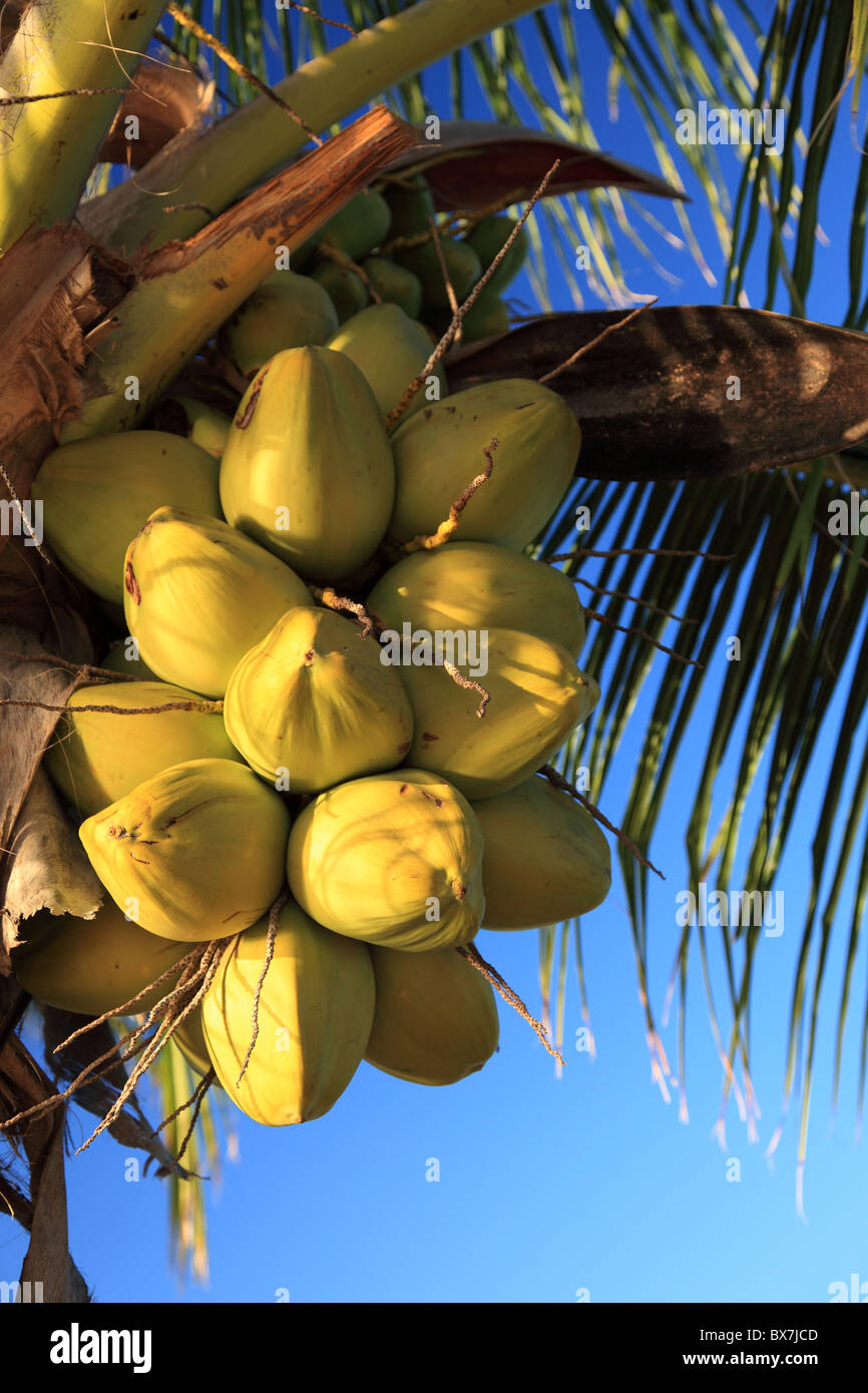 Coconuts on a tropical palm tree Stock Photo Alamy