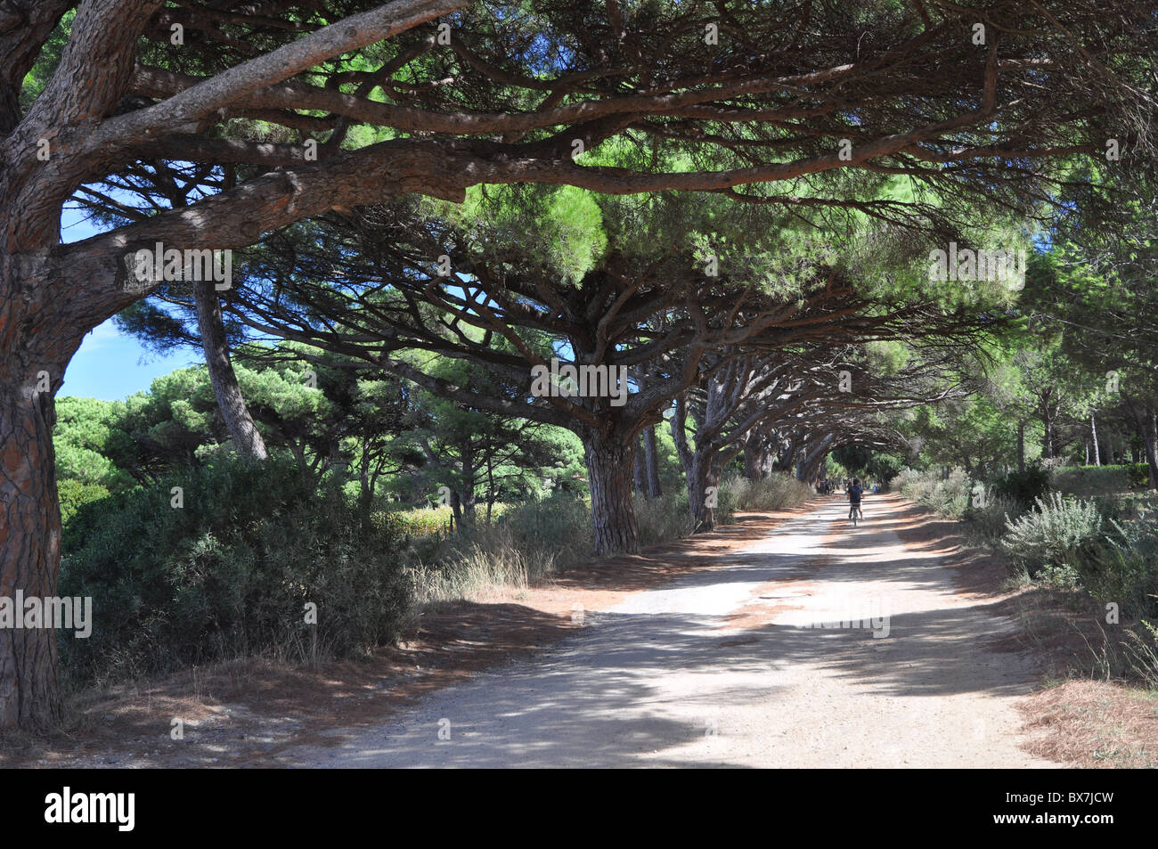 Path of pines to Porquerolles Island Stock Photo