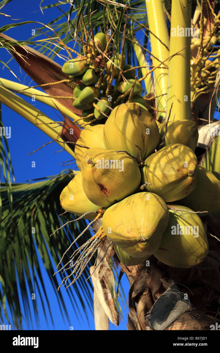 Coconuts on a tropical palm tree Stock Photo Alamy