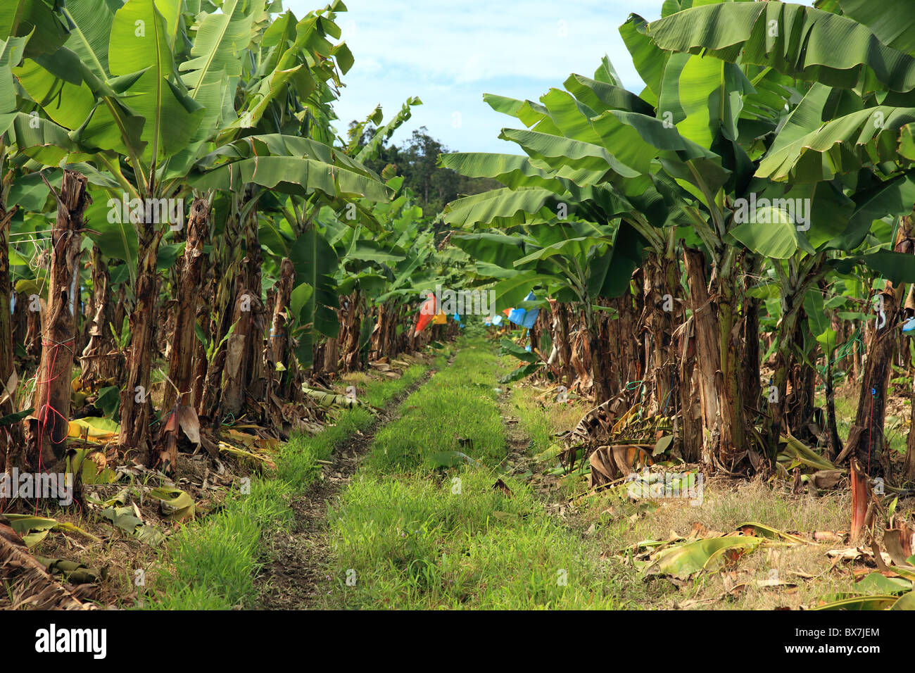 Banana plantation in Eastern Australia (Queensland). The colored bags