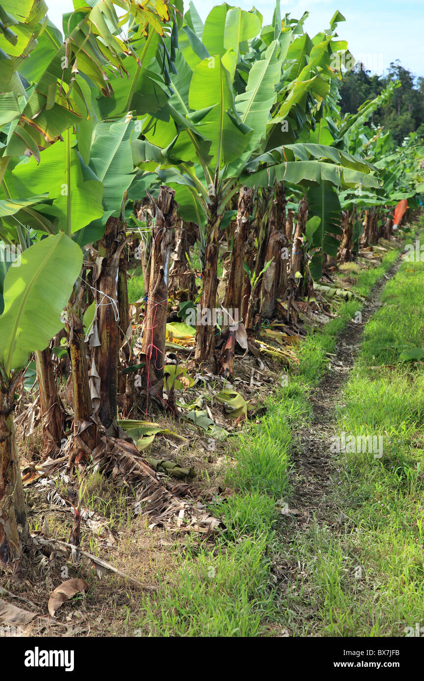 Banana plantation in Eastern Australia (Queensland). The colored bags