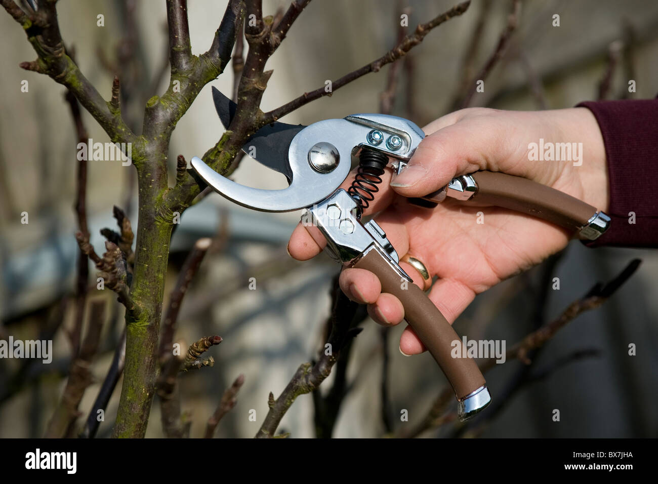 A gardener using some secateurs or pruning shears to trim plants in the garden. Stock Photo