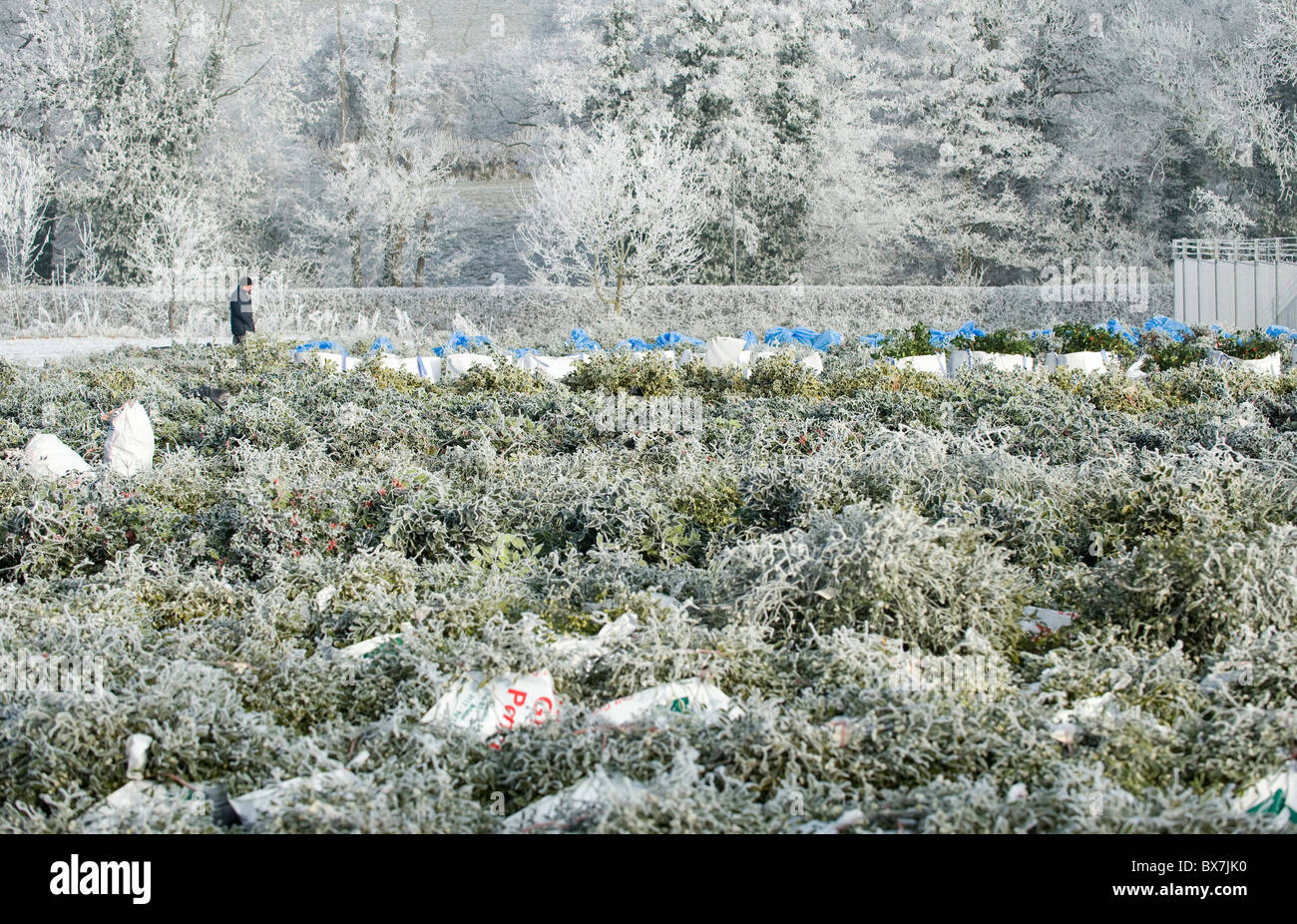 Tenbury Wells annual Christmas Mistletoe and Holly Auction. Stock Photo