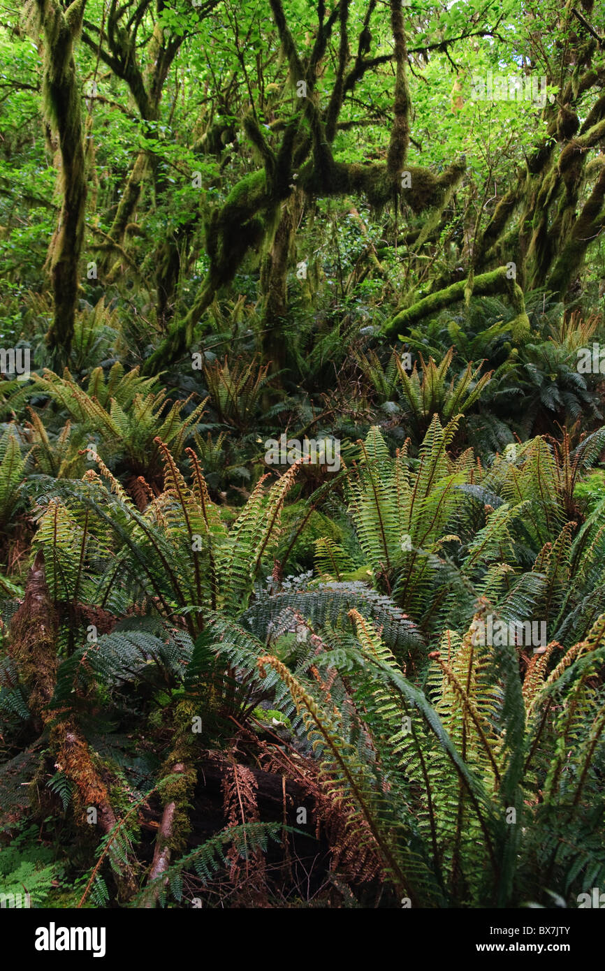 Dense woodland foliage in the New Zealand rain forest Stock Photo