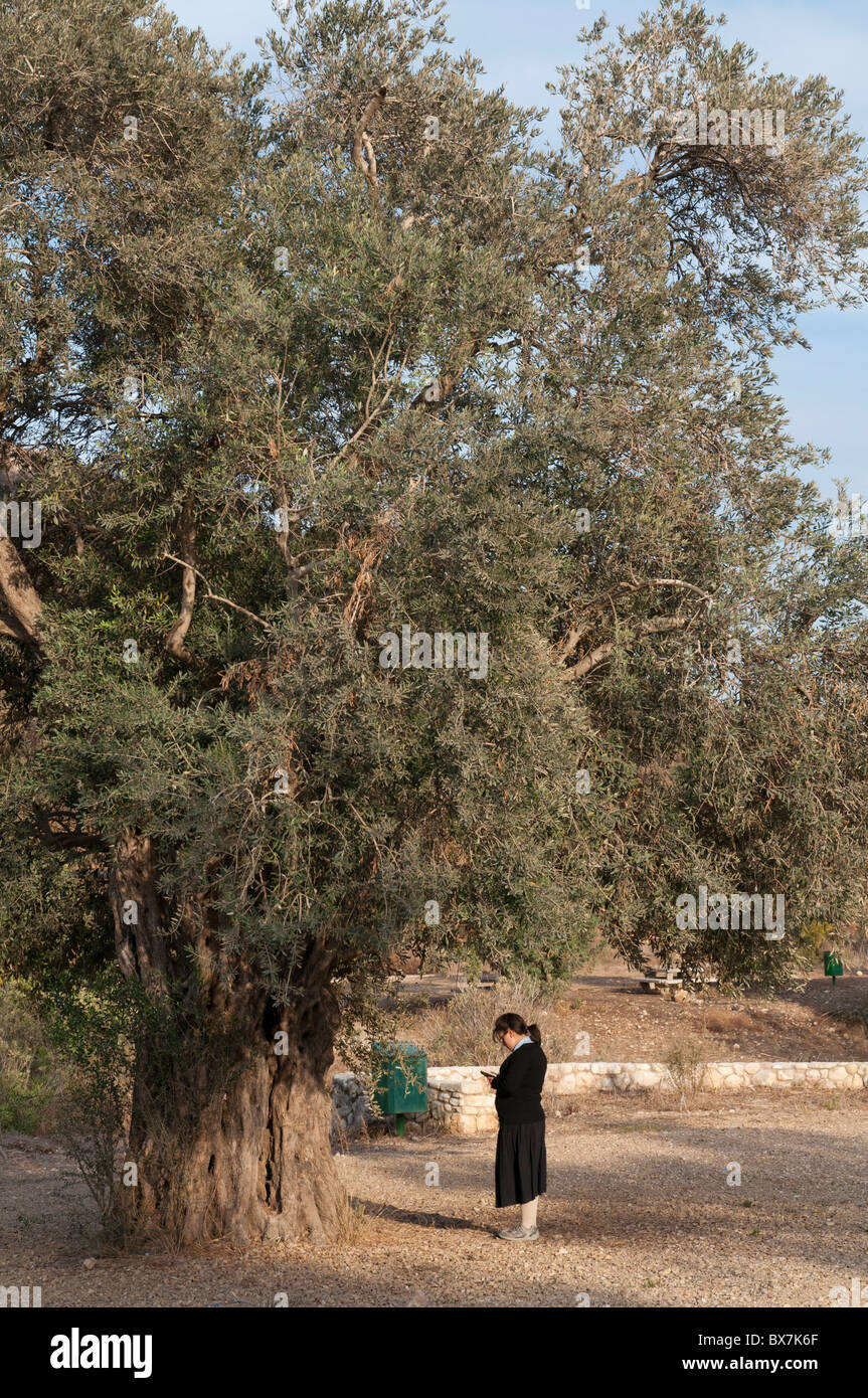 Female Jewish youngster praying in front of an olive tree. mount carmel. Israel Stock Photo