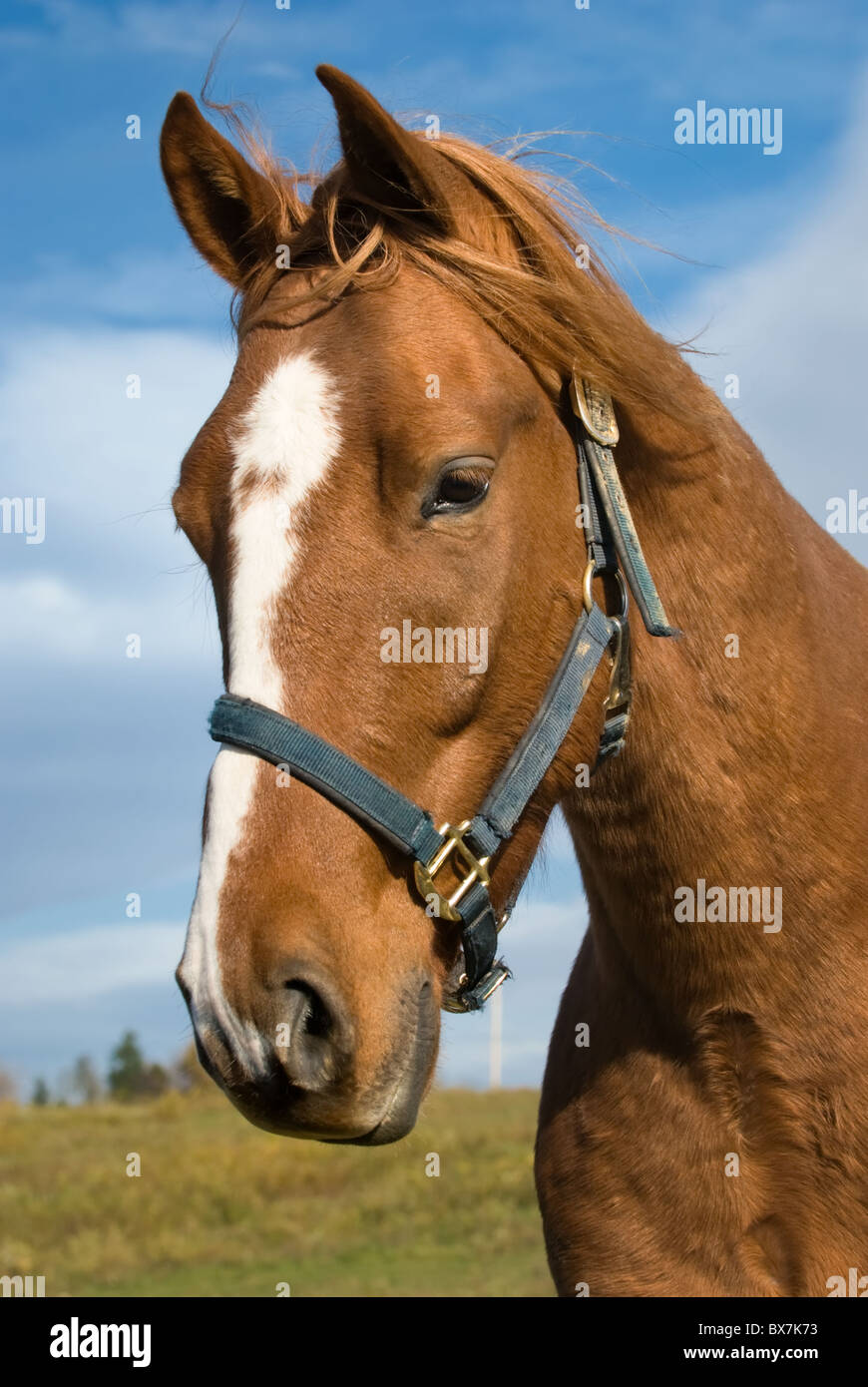 Young chestnut horse head shot with wind in mane and forelock, Pennsylvania, USA. Stock Photo