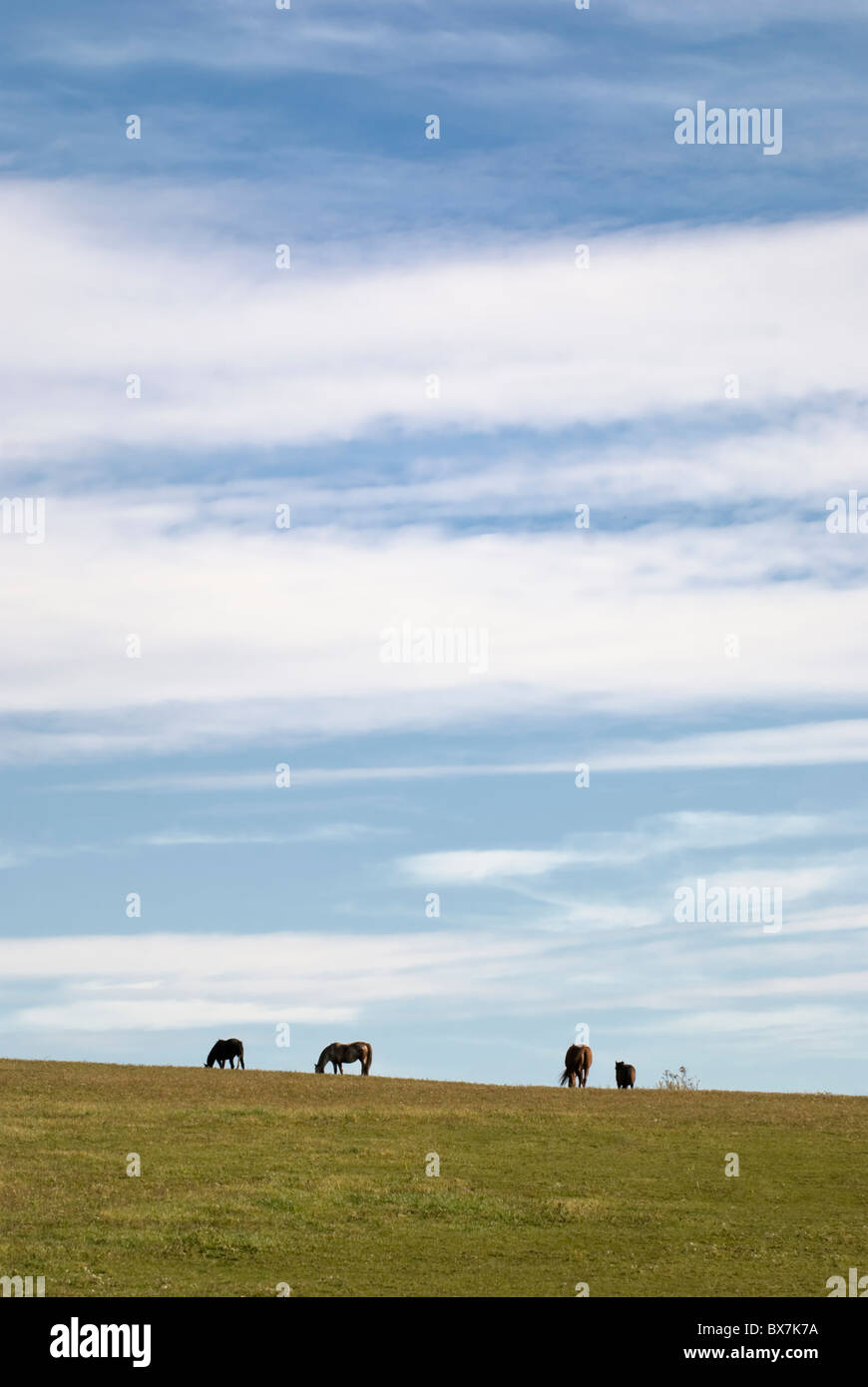 Horses grazing calmly on the horizon under big fair weather sky, Pennsylvania, USA. Stock Photo