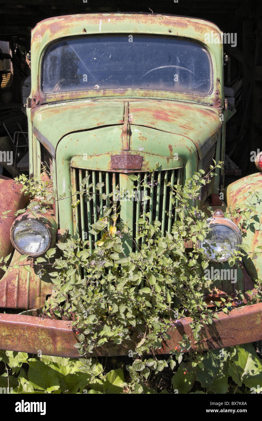 Old fashioned green truck abandoned and overgrown with weeds, bad condition and weathered, Pennsylvania, USA. Stock Photo