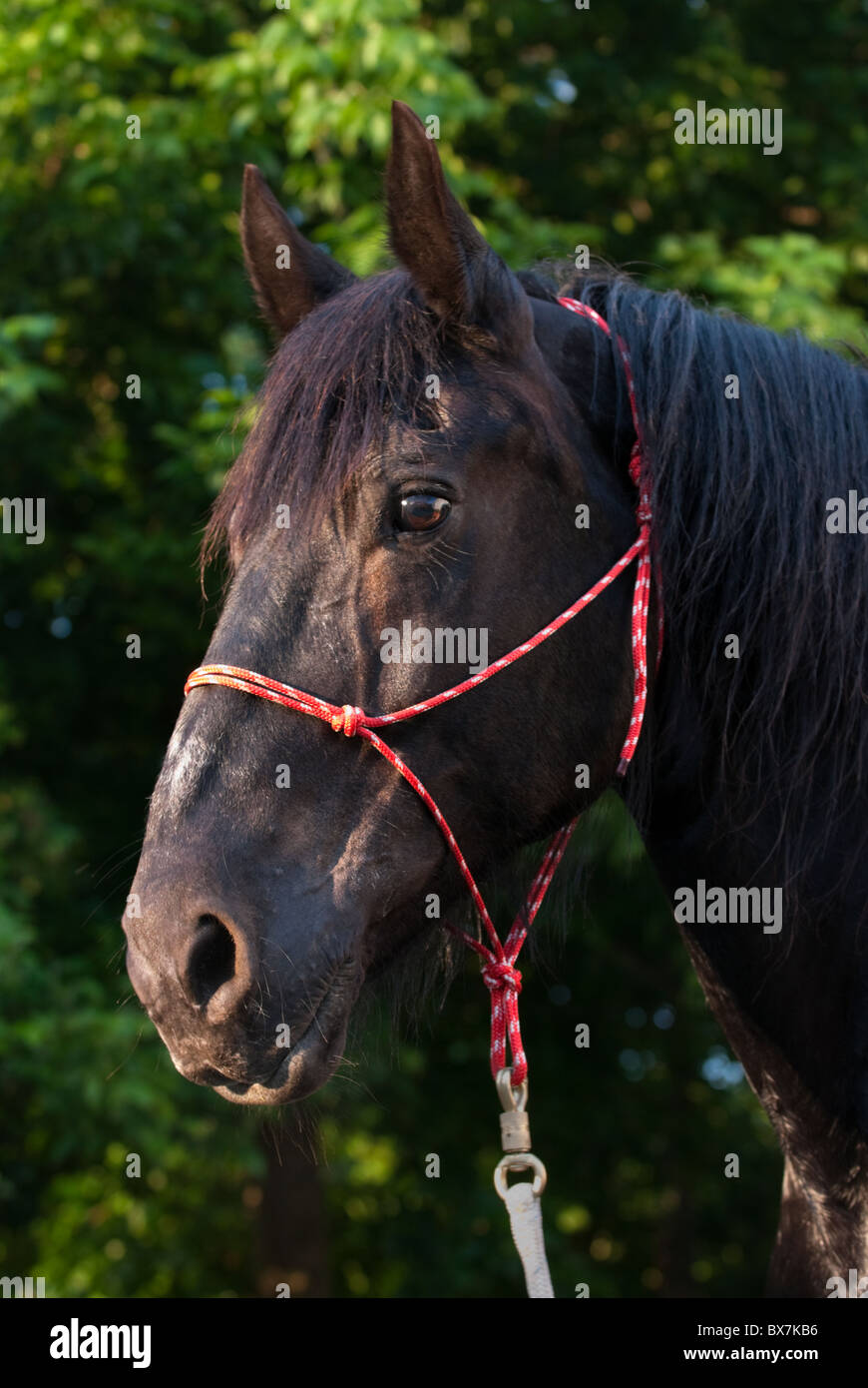 Percheron draft horse head shot in late afternoon sunlight, traditional rope halter, Pennsylvania, USA. Stock Photo