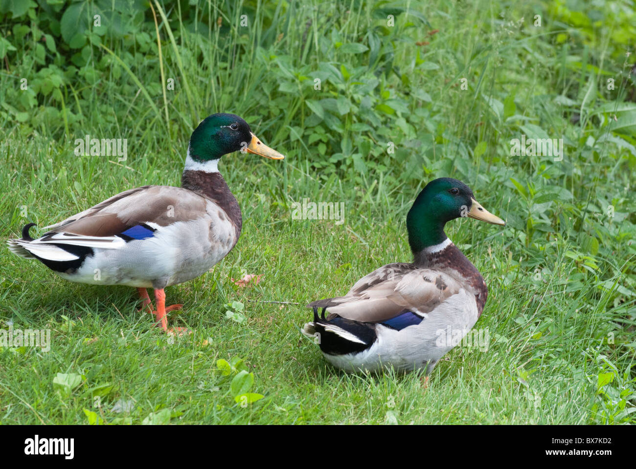 Mallard ducks resting in grass at pond's edge, waterfowl wildlife in